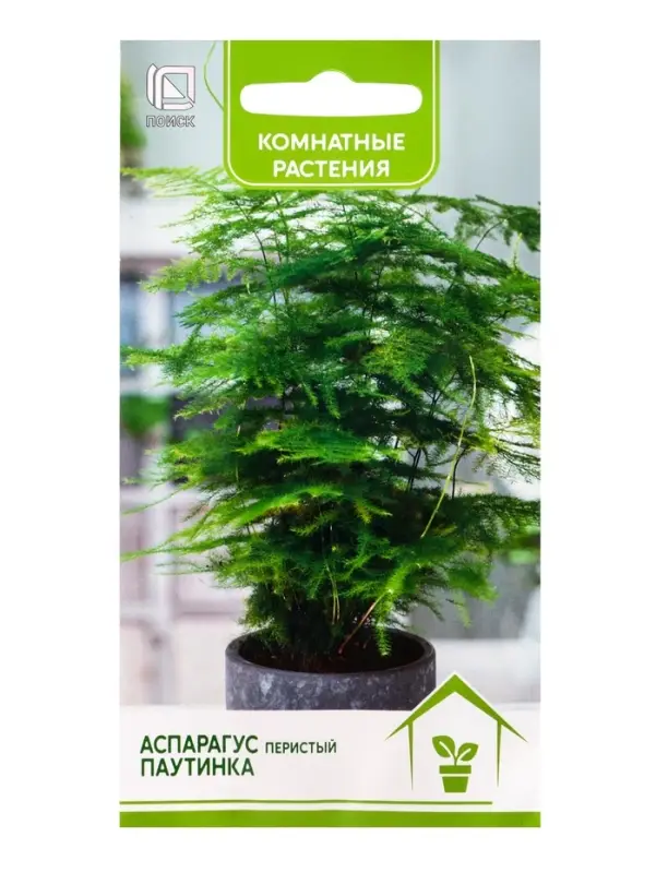 Семена цветов Аспарагус перистый &laquo;Паутинка&raquo;, 5 шт., &laquo;ПОИСК&raquo;