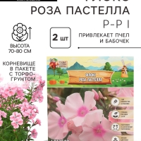 Флокс «Роза Пастелла» корневище в пакете с торфогрунтом, р-р I, 2 шт.