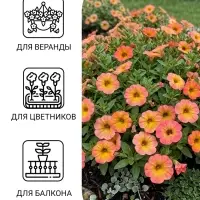 Семена цветов Петуния &laquo;Зора&raquo;, F1, 0.01 г, &laquo;Урожай Удачи&raquo;