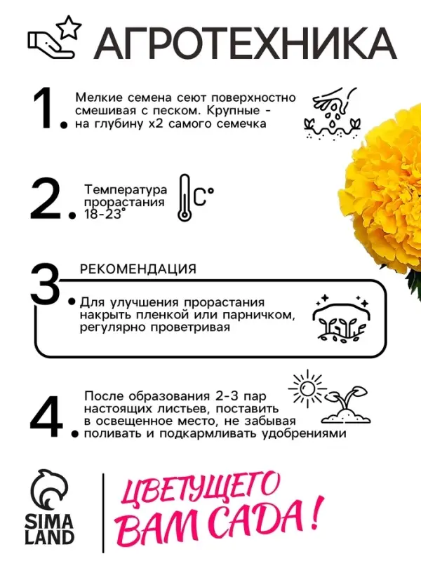 Семена цветов Бархатцы прямостоячие  Семена цветов Бархатцы прямостоячие "Лимонное чудо", 0,3 г