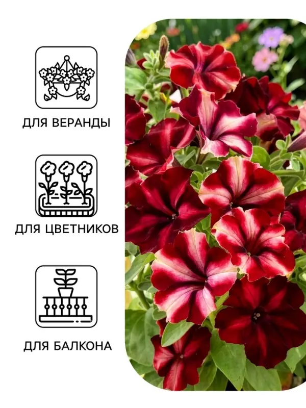 Семена цветов Петуния &laquo;Романтика мунлайт&raquo;, F1, 5 шт., Farao, &laquo;АЭЛИТА&raquo;