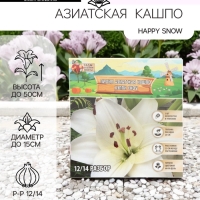 Лилия Азиатская Кашпо Happy Snow, луковица в пакете с перфорацией, р-р 12/14, 2 шт.