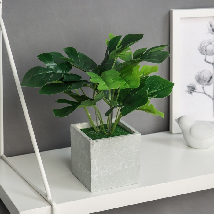 Бонсай в горшке Бонсай в горшке "Монстера галант леди" 19х8 см, зелёный