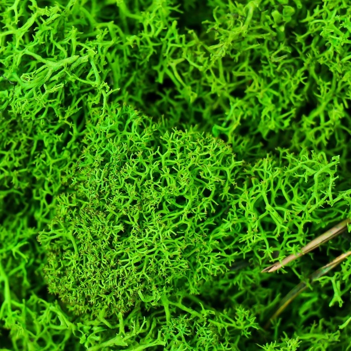 Мох стабилизированный Мох стабилизированный "Салатовый" 500 гр (+-5 гр).