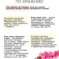 Гладиолус Низкорослый «Импрессив», луковица цветов в пакете с перфорацией, р-р 10+, 7 шт.