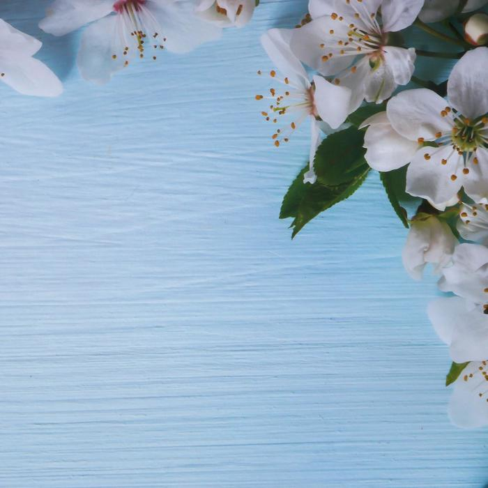 Фотофон двусторонний бумага 300 гр Фотофон двусторонний бумага 300 гр "Яблочный цвет на голубом и белом" 57х87 см