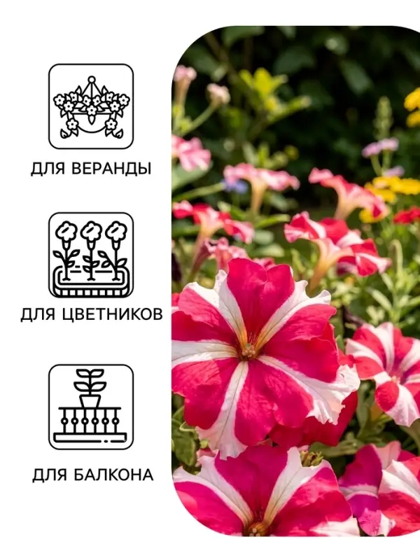 Семена цветов Петуния грандифлора &laquo;Галактика&raquo;, розовая, F1, 10 шт., &laquo;ПОИСК&raquo;