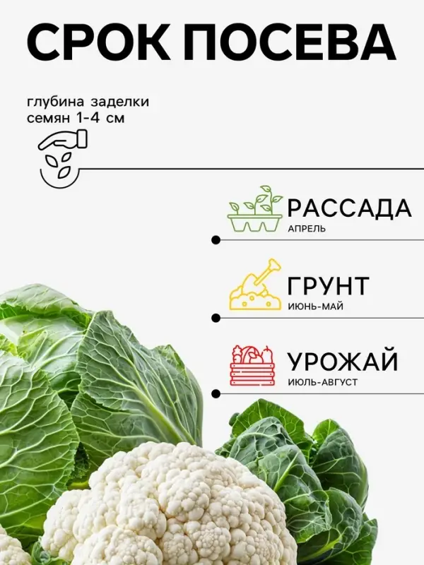 Семена Капуста цветная &laquo;Мовир 74&raquo; 0.3 г, &laquo;Агросс&raquo;