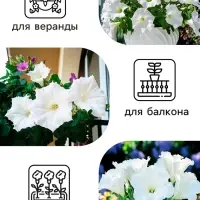 Семена цветов Петуния &laquo;Афродита&raquo;, F1, белая, крупноцветковая, 7 шт., &laquo;Аэлита&raquo;