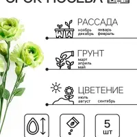 Семена цветов Лизиантус F1 &laquo;Эйбиси&raquo;, зеленая, 5 шт., &laquo;Дом семян&raquo;