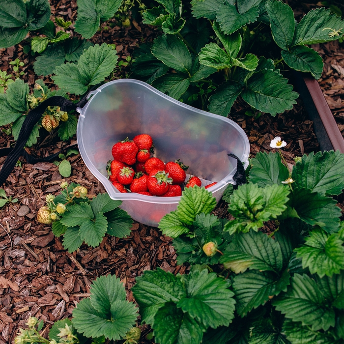 Ёмкость для сбора ягод, 3 л, прозрачная