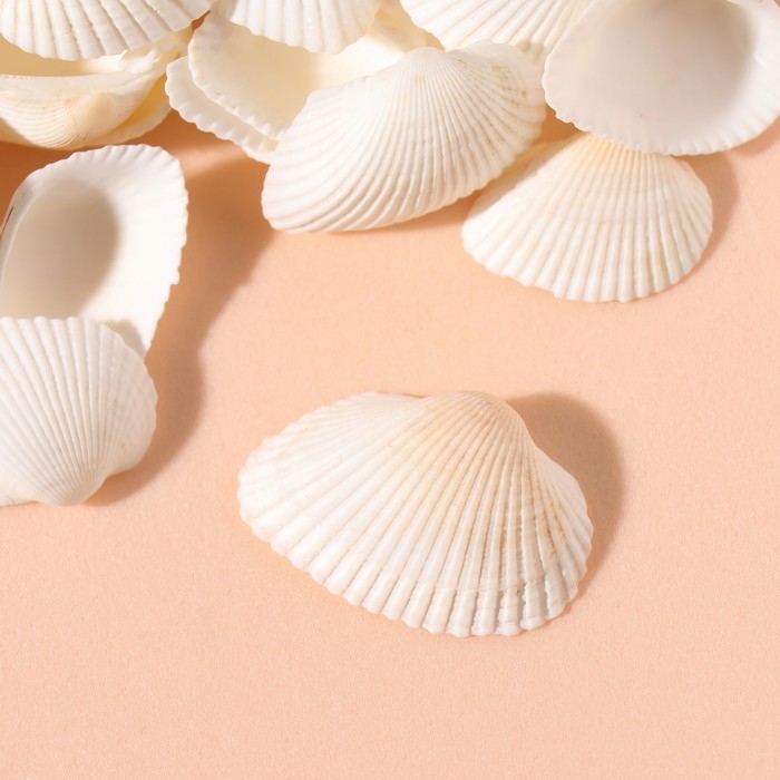 Ракушки природные декоративные "Венус белая" набор 100 гр