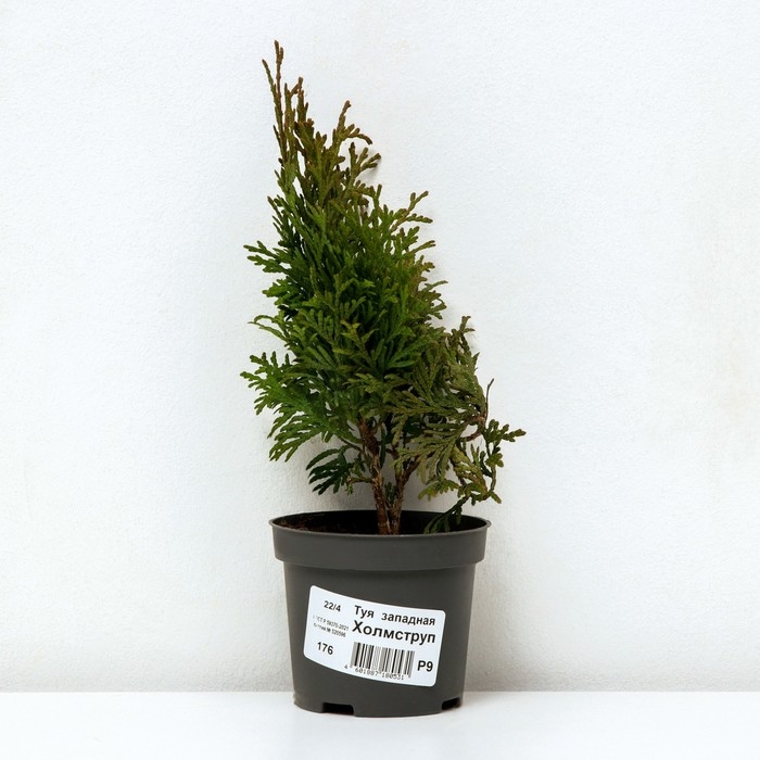 Туя западная Туя западная "Холмструп", Р9, 1шт, h 3-20 см, Осень 2024