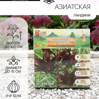 Лилия Азиатская «Ландини», луковица в пакете с перфорацией, р-р 12/14, 3 шт.