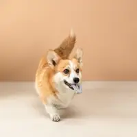 VETTA Игрушка для домашних животных, ТПР, 7,5 см