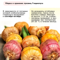 Гладиолус примуловидный «Атом», луковица цветов в пакете с перфорацией, р-р 10+, 7 шт.