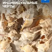 Набор ракушек Мурекс Трапа, 100 г