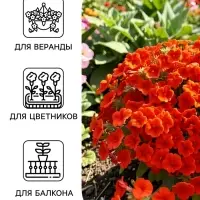 Семена цветов Петуния &laquo;Джоконда мини&raquo;, F1, алая, 5 шт., Farao, &laquo;АЭЛИТА&raquo;