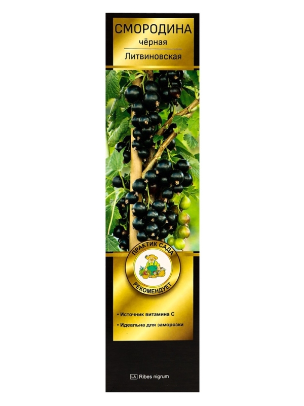 Смородина черная перспективные сорта Смородина черная перспективные сорта "Литвиновская", 1 шт, туба, Весна 2025