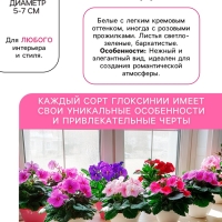 Глоксиния «Бланш де Меру», многолетник, комнатный, луковица в пакете с перфорацией, р-р 5/6, 2 шт.
