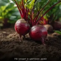 Семена Свекла &laquo;Фурор&raquo; округлая, 2 г, &laquo;Уральский дачник&raquo;