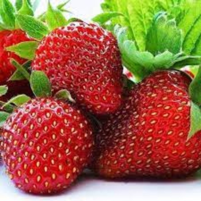 Рассада Земляники круноплодной (клубники) ФРИГО Соната (Sonata) A (9-15 мм), P9 Горшок Рассада Земляники круноплодной (клубники) ФРИГО Соната (Sonata) A (9-15 мм), P9 Горшок