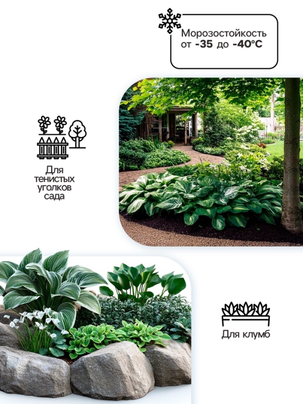 Хоста Undulata Univittata, корневище в пакете с торфогрунтом, р-р I, размер M,1 шт.