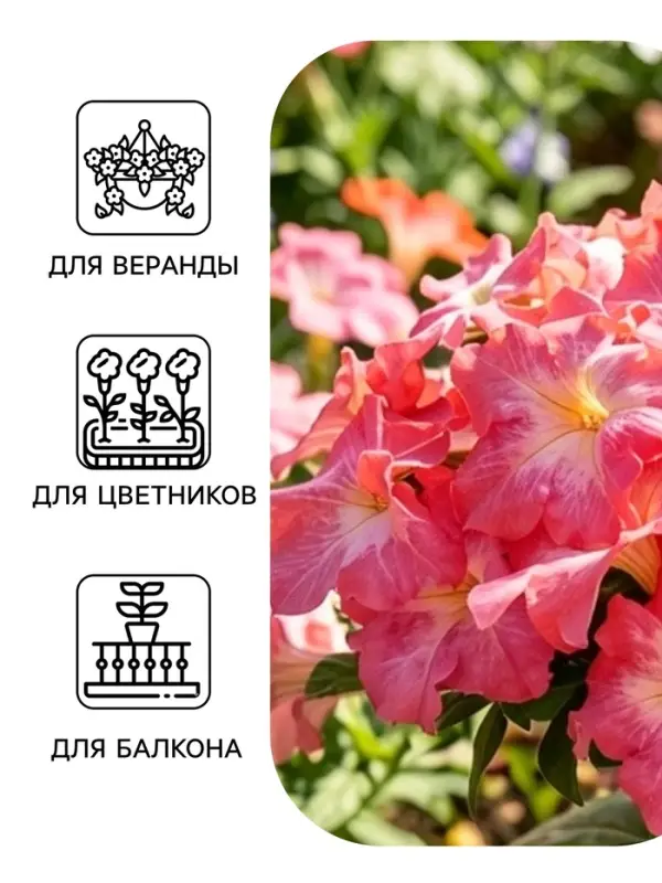 Семена Цветов Петуния крупноцветковая &laquo;Долина Розовых Грез F1&raquo;, 10 драже