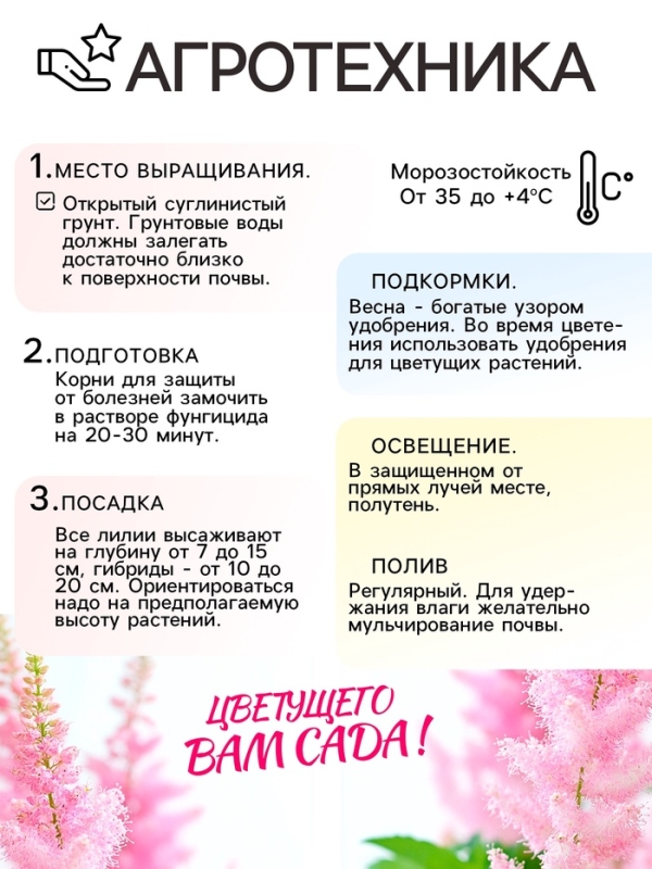 Астильба Арендса Brautschleierмноголетник, корневище в торфогрунте р-р II, 2 шт.