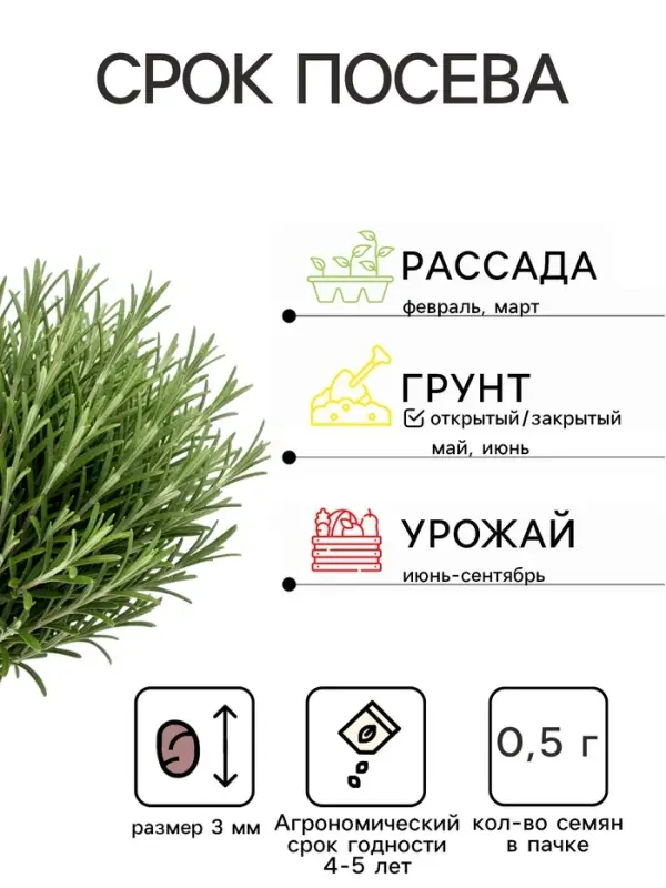 Семена Розмарин Нежность Ц/П 20шт