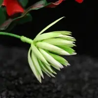 Набор растений искусственных для аквариума, 20 см, 2 шт.