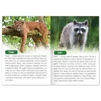 Обучающая книга &laquo;Животные Северной Америки&raquo;, 20 стр.