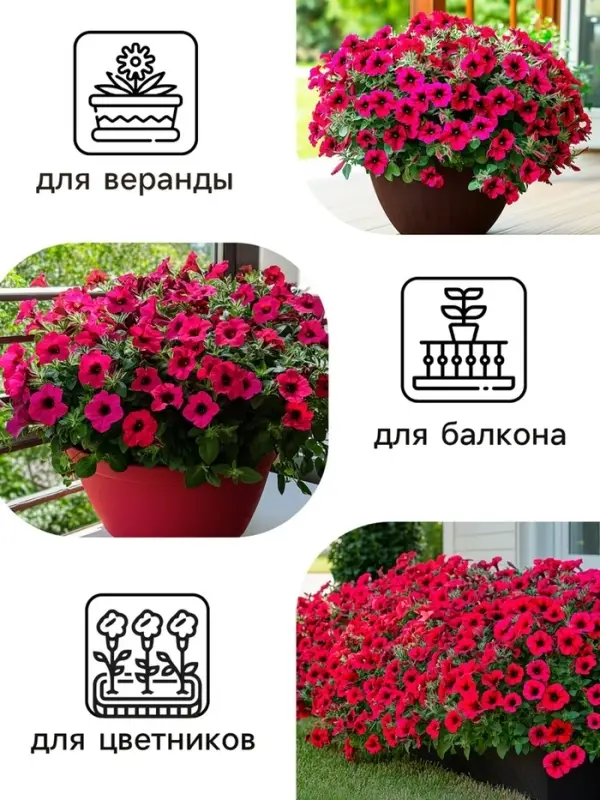 Семена цветов Петуния &laquo;Тайдал Вейв Ред Велюр&raquo;, 5 шт., &laquo;Агросидстрейд&raquo;
