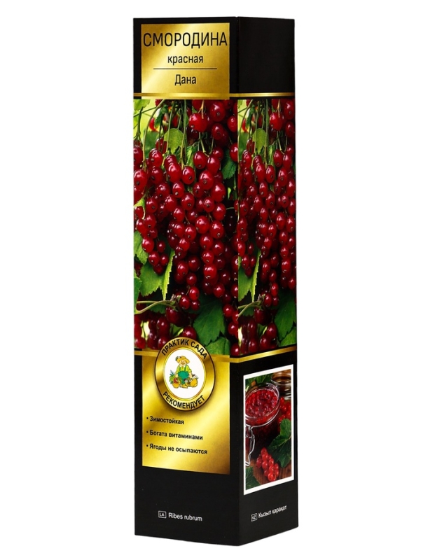 Смородина красная перспективные сорта Дана/ЦКорЛюкс Смородина красная перспективные сорта Дана/ЦКорЛюкс
