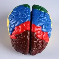 Анатомическая модель &laquo;Макет мозга человека&raquo;, 16&times;15 см