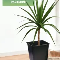 Горшок для рассады, 7 л, 21&times;21&times;27.5 см, чёрный