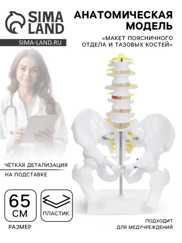 Анатомическая модель &laquo;Макет поясничного отдела и тазовых костей&raquo;, 65 см