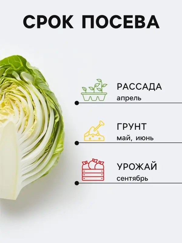 Семена Капуста белокочанная &laquo;Тёща&raquo;, F1, 0.5 г, &laquo;СеДеК&raquo;