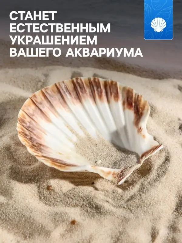 Ракушка декоративная Гребешок, 10-12 см