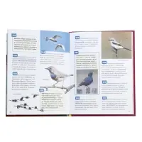 Энциклопедия российского школьника &laquo;Птицы&raquo;