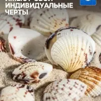 Набор ракушек, 2.5 - 4 см, 100 г