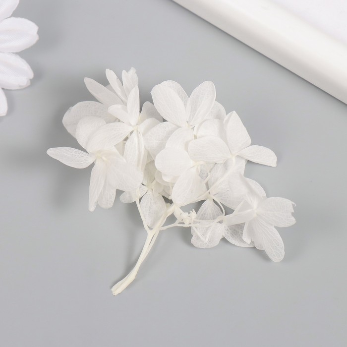 Сухоцвет Сухоцвет "Гортензия" белый h=6-6,5 см