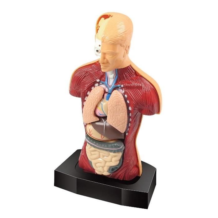 Научный опыт «Строение тела» Научный опыт «Строение тела»