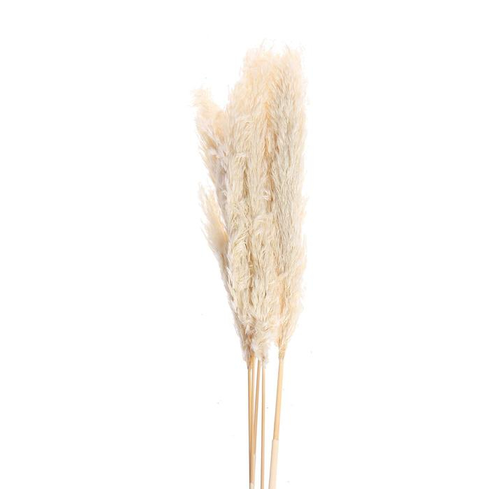 Сухоцвет &laquo;Пампасная трава&raquo; набор 5 шт., цвет бежевый