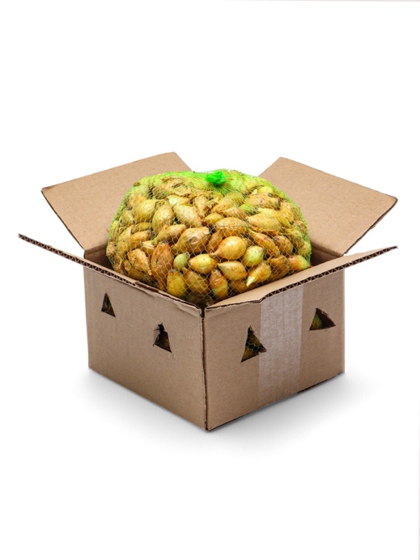 Лук севок Стурон , р-р 18-21, 1 кг, Весна 2025 Лук севок Стурон , р-р 18-21, 1 кг, Весна 2025