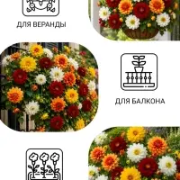 Семена цветов Георгина &laquo;Веселые ребята&raquo;, однолетник, 0.1 г, &laquo;Сембат&raquo;