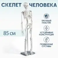Анатомическая модель &laquo;Макет скелета взрослого человека&raquo;, 85 см