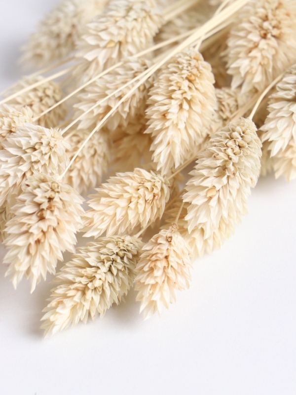 Набор сухоцветов "Фаларис", банч длина 55 (+/- 6 см), выбеленный