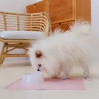 Миска пластиковая 300 мл, белая Миска пластиковая 300 мл, белая