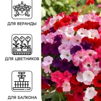 Семена цветов Петуния &laquo;Водопадия&raquo;, смесь сортов, F1, 5 шт., &laquo;АЭЛИТА&raquo;